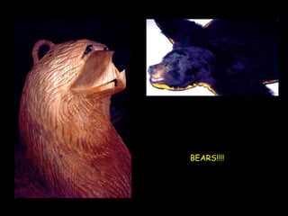 BEARS!!!!   