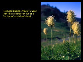 Towhead Babies…these flowers look like a character out of a Dr. Seuss’s children’s book.  