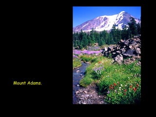 Mount Adams.   