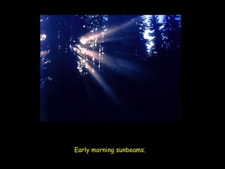 Early morning sunbeams.   