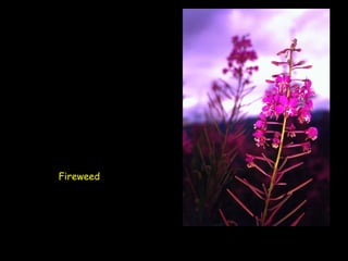 Fireweed 
