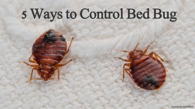 5 Ways To Control Bedbug Tips By Pest Control Services In Brampton