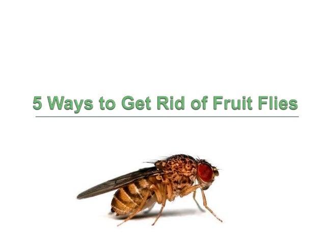 Natural Ways To Get Rid Of House Flies Natural Ways To Get Rid Of House Flies