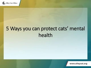 5 Ways you can protect cats’ mental
health
 