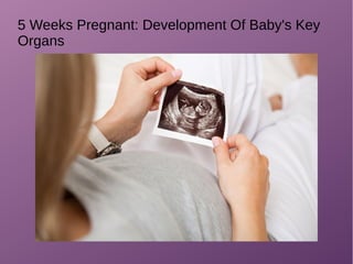5 Weeks Pregnant: Development Of Baby's Key
Organs
 