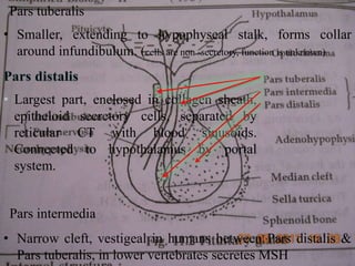 Pars Reticular Chap_9_Control__Coordination_(2).pptx
