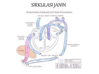 SIRKULASI JANIN
 
