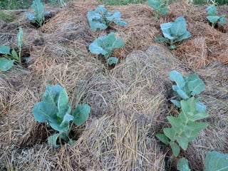 5) young broccoli mulched