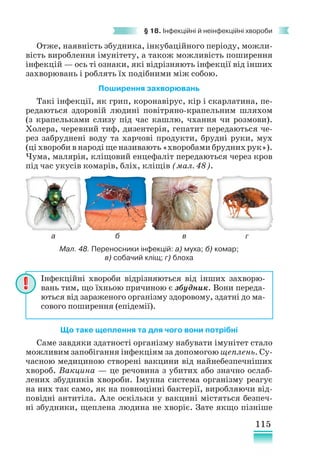 115
§ 18. Інфекційні й неінфекційні хвороби
Отже, наявність збудника, інкубаційного періоду, можли-
вість вироблення імунітету, а також можливість поширення
інфекцій — ось ті ознаки, які відрізняють інфекції від інших
захворювань і роблять їх подібними між собою.
Поширення захворювань
Такі інфекції, як грип, коронавірус, кір і скарлатина, пе-
редаються здоровій людині повітряно-крапельним шляхом
(з крапельками слизу під час кашлю, чхання чи розмови).
Холера, черевний тиф, дизентерія, гепатит передаються че-
рез забруднені воду та харчові продукти, брудні руки, мух
(ці хвороби в народі ще називають «хворобами брудних рук»).
Чума, малярія, кліщовий енцефаліт передаються через кров
під час укусів комарів, бліх, кліщів (мал. 48).
Що таке щеплення та для чого вони потрібні
Саме завдяки здатності організму набувати імунітет стало
можливим запобігання інфекціям за допомогою щеплень. Су-
часною медициною створені вакцини від найнебезпечніших
хвороб. Вакцина — це речовина з убитих або значно ослаб­
лених збудників хвороби. Імунна система організму реагує
на них так само, як на повноцінні бактерії, виробляючи від-
повідні антитіла. Але оскільки у вакцині містяться безпеч-
ні збудники, щеплена людина не хворіє. Зате якщо пізніше
Інфекційні хвороби відрізняються від інших захворю-
вань тим, що їхньою причиною є збудник. Вони переда-
ються від зараженого організму здоровому, здатні до ма-
сового поширення (епідемії).
Мал. 48. Переносники інфекцій: а) муха; б) комар;
в) собачий кліщ; г) блоха
а б в г
 