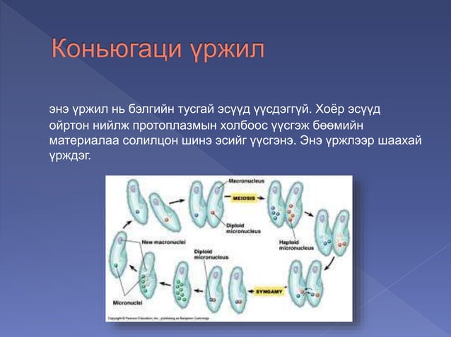 амьтны бэлгийн үржил | PPT