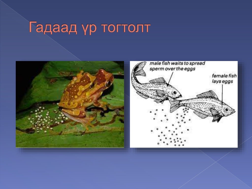 амьтны бэлгийн үржил