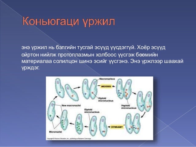 амьтны бэлгийн үржил