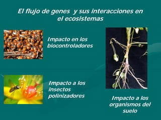 Porque el Peru debe ser: "Pais megadiverso, organico y libre de transgenicos"