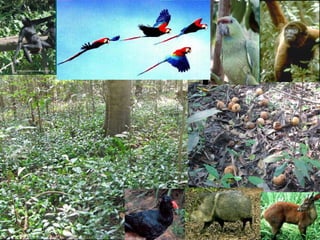 Porque el Peru debe ser: "Pais megadiverso, organico y libre de transgenicos"