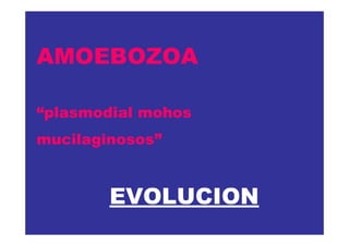 AMOEBOZOA
“plasmodial mohos
mucilaginosos”

EVOLUCION

 