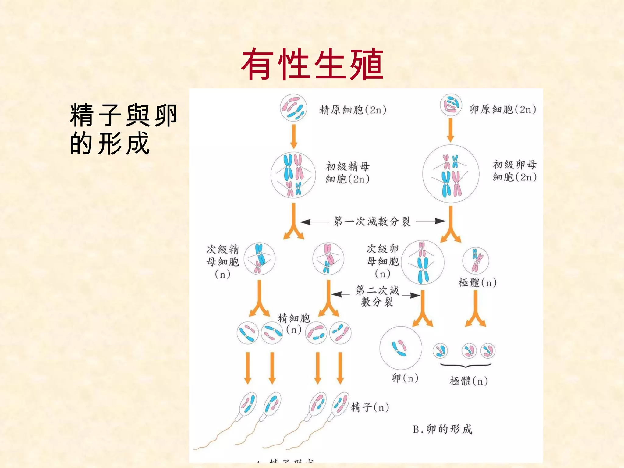 有性生殖 精子與卵 的形成 