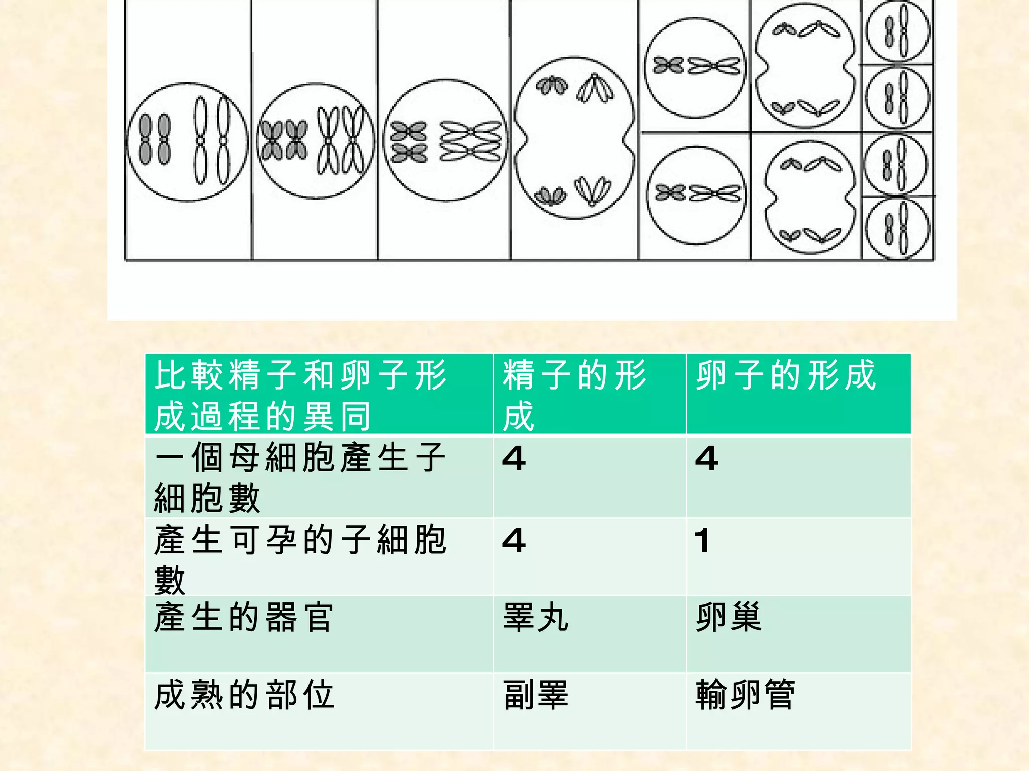 比較精子和卵子形成過程的異同 精子的形成 卵子的形成 一個母細胞產生子細胞數 4 4 產生可孕的子細胞數 4 1 產生的器官 睪丸 卵巢 成熟的部位 副睪 輸卵管 