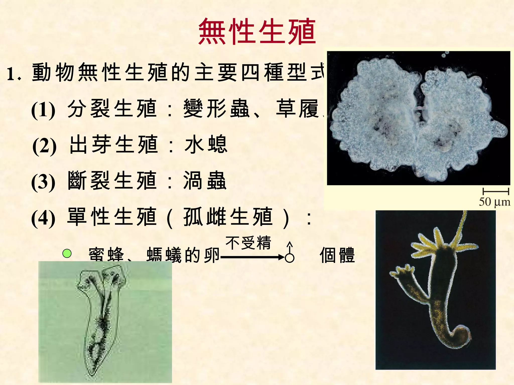 無性生殖 動物無性生殖的主要四種型式 (1)  分裂生殖：變形蟲、草履蟲 (2)  出芽生殖：水螅 (3)  斷裂生殖：渦蟲 (4)  單性生殖（孤雌生殖）：   　蜜蜂、螞蟻的卵　　　　　個體   　 不受精 