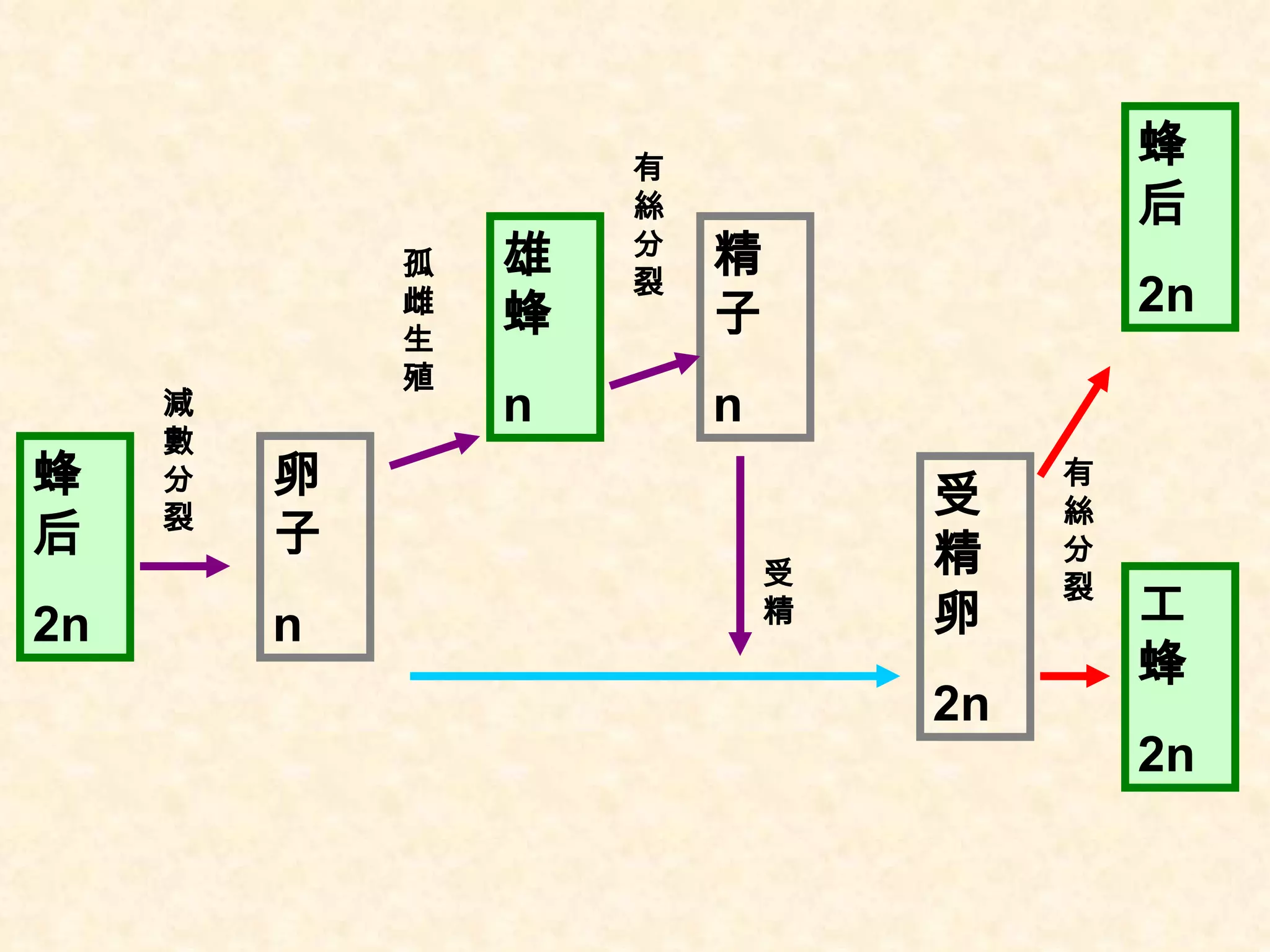 蜂后 2n 卵子 n 雄蜂 n 受精卵 2n 蜂后 2n 工蜂 2n 精子 n 減數分裂 孤雌生殖 有絲分裂 受精 有絲分裂 