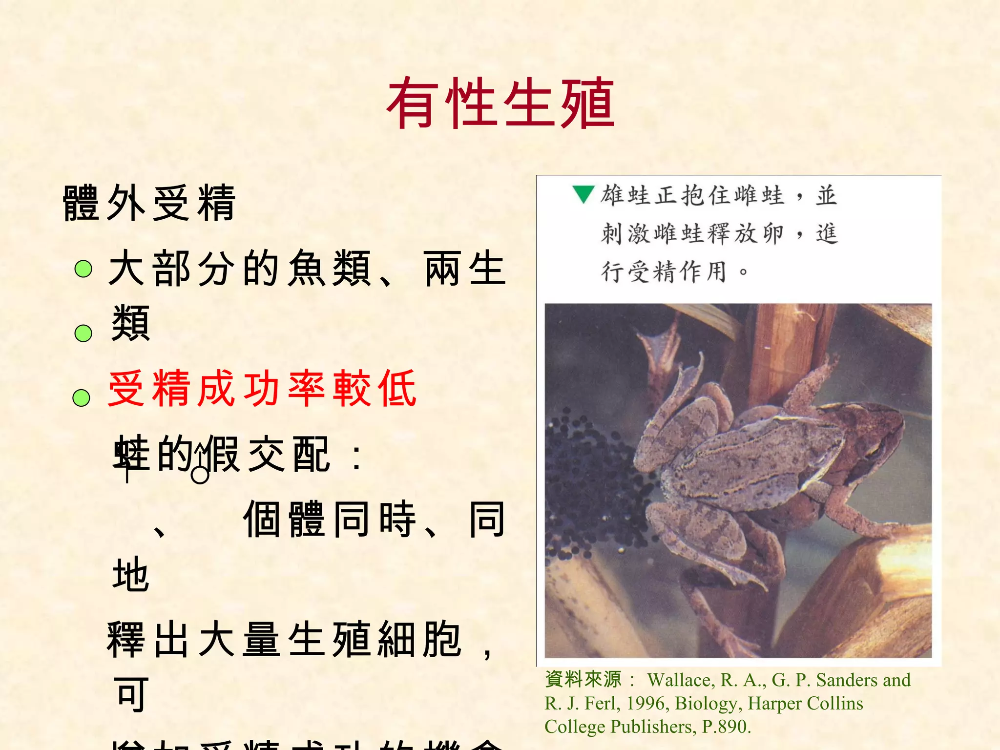 有性生殖 體外受精 　大部分的魚類、兩生類 　 受精成功率較低 蛙的假交配： 　　、　個體同時、同地 　釋出大量生殖細胞，可 　增加受精成功的機會 資料來源： Wallace, R. A., G. P. Sanders and R. J. Ferl, 1996, Biology, Harper Collins College Publishers, P.890.   