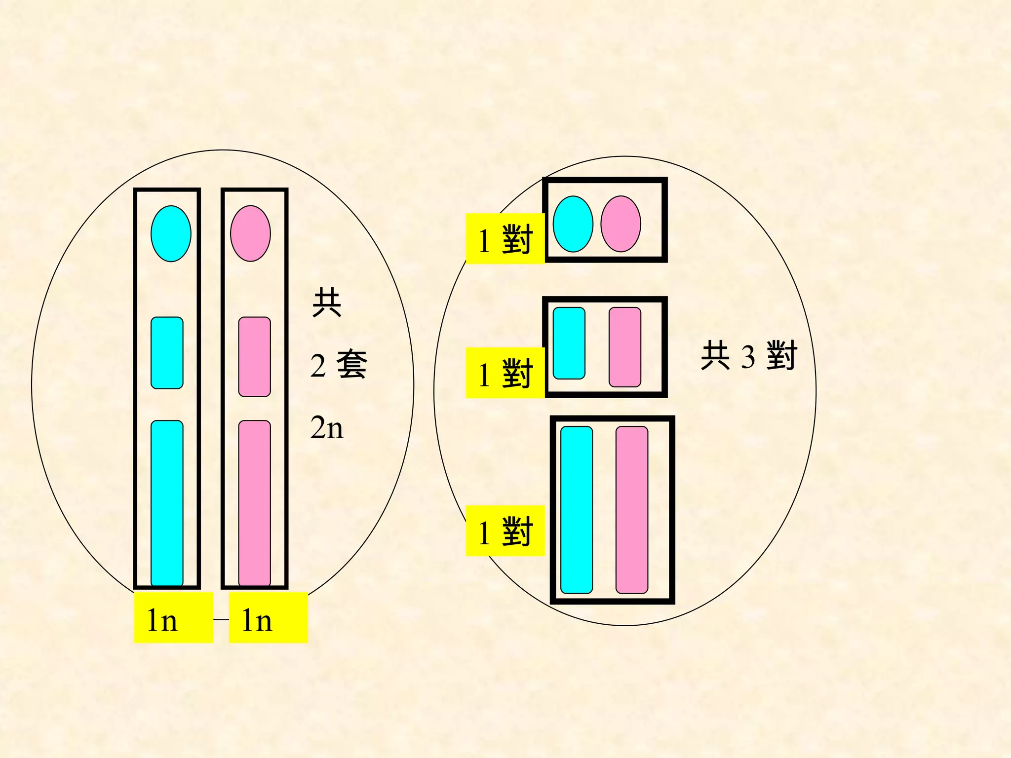 共 3 對 共 2 套 2n 1n 1n 1 對 1 對 1 對 