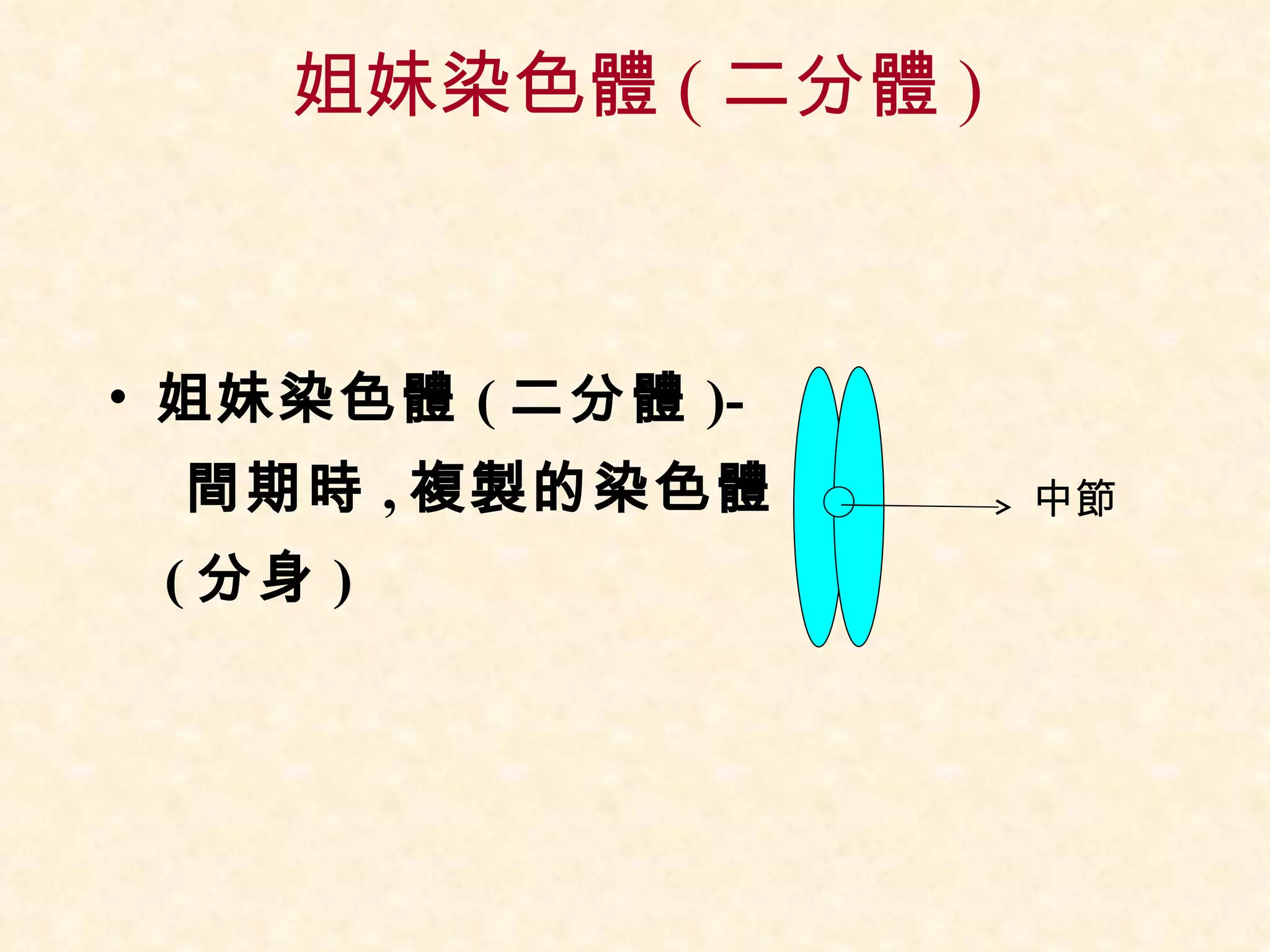 姐妹染色體 ( 二分體 ) 姐妹染色體 ( 二分體 )- 間期時 , 複製的染色體 ( 分身 ) 中節 