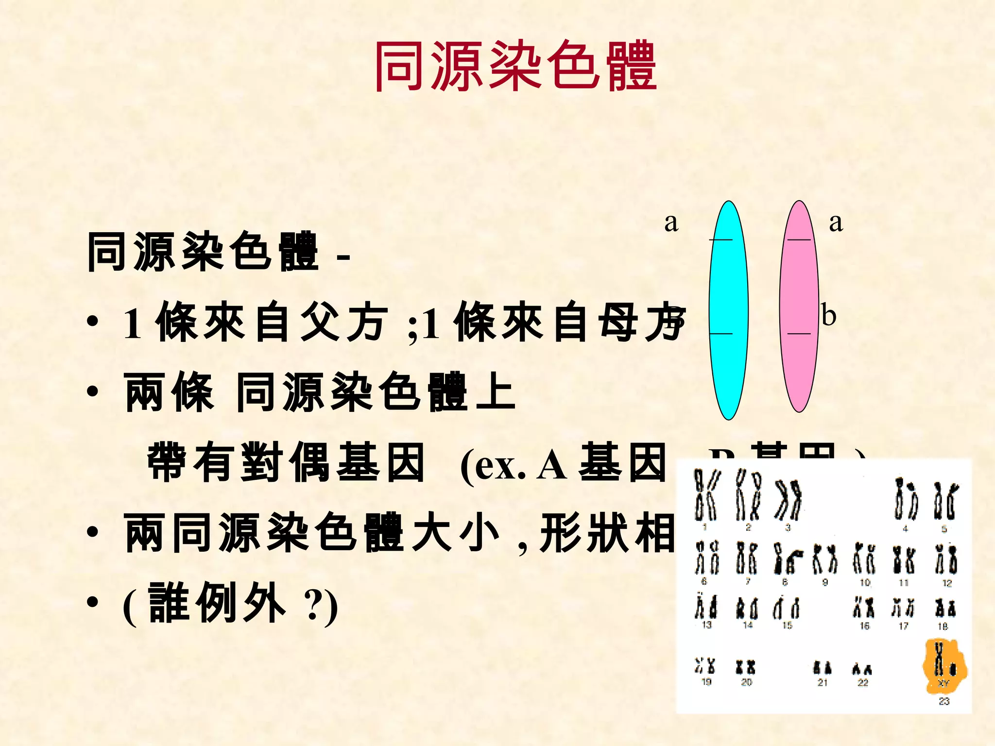 同源染色體 同源染色體 - 1 條來自父方 ;1 條來自母方 兩條 同源染色體上 帶有對偶基因  (ex. A 基因 , B 基因 ) 兩同源染色體大小 , 形狀相同 ( 誰例外 ?) a a B b 