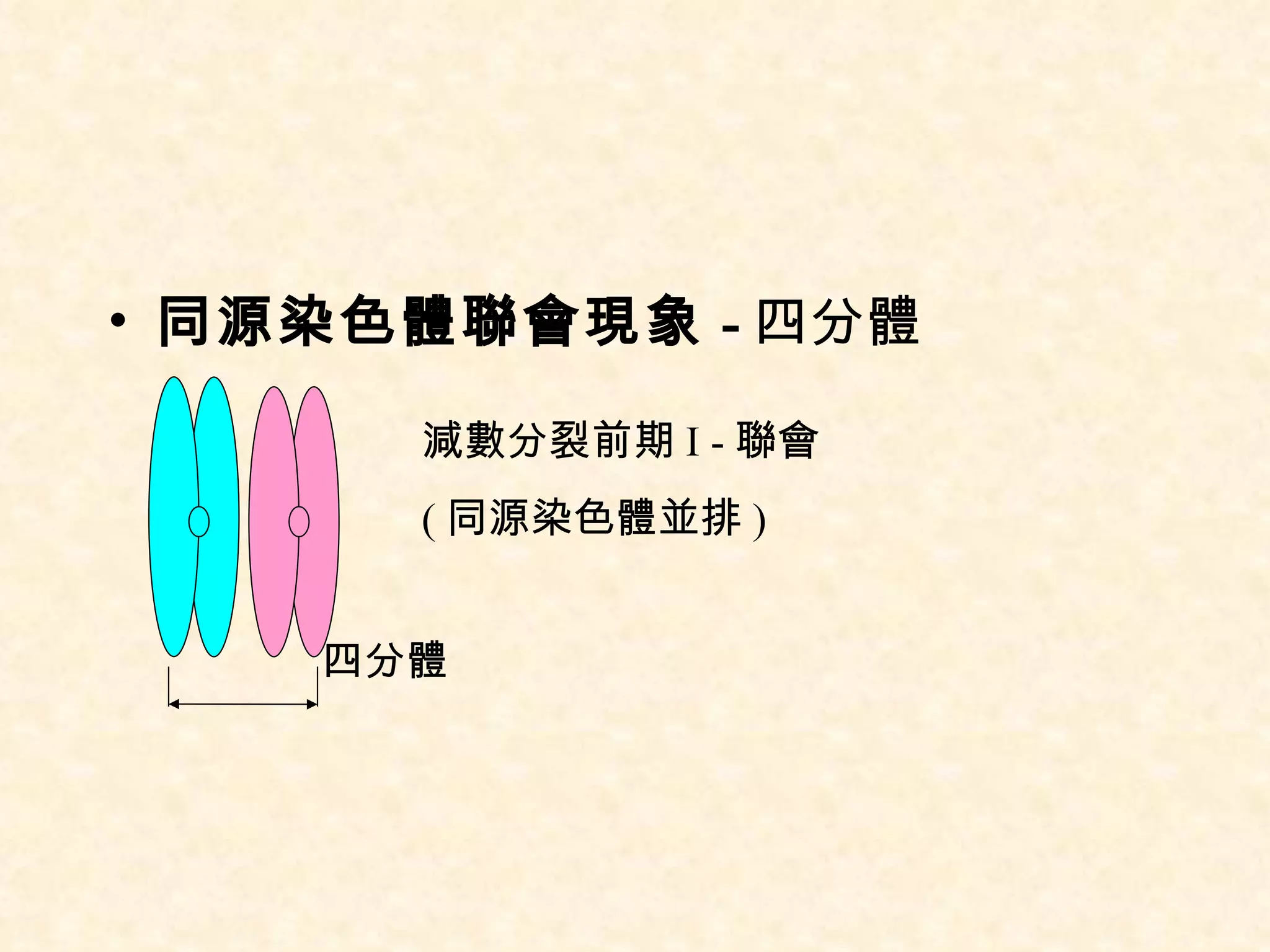 同源染色體聯會現象 - 四分體 四分體 減數分裂前期 I - 聯會 ( 同源染色體並排 ) 