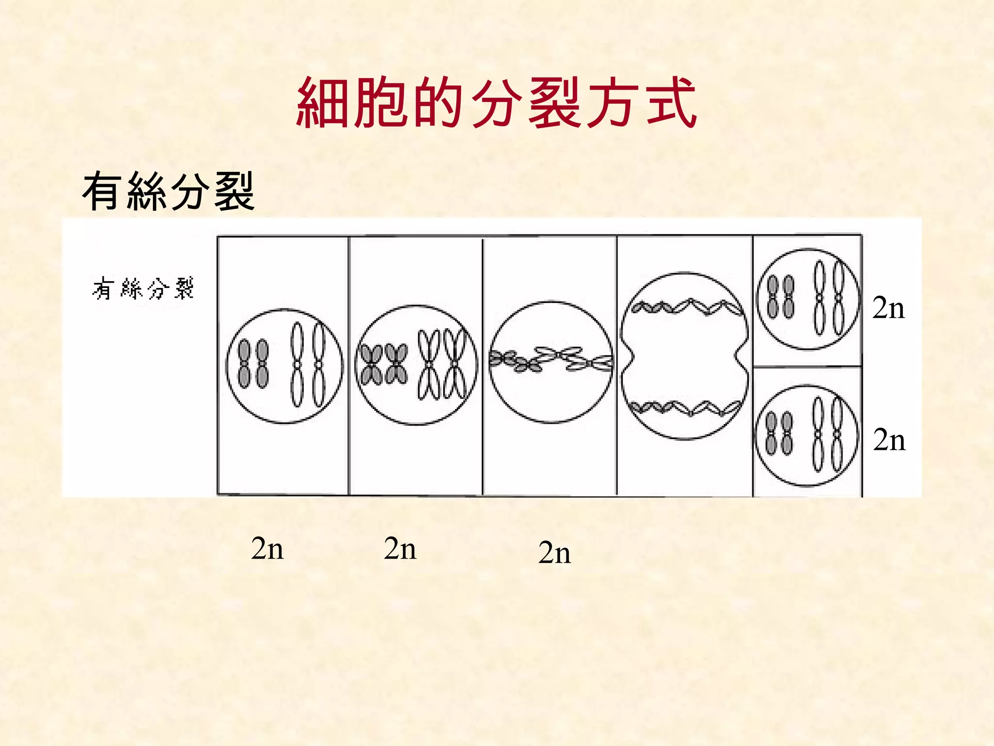 細胞的分裂方式 有絲分裂 2n 2n 2n 2n 2n 