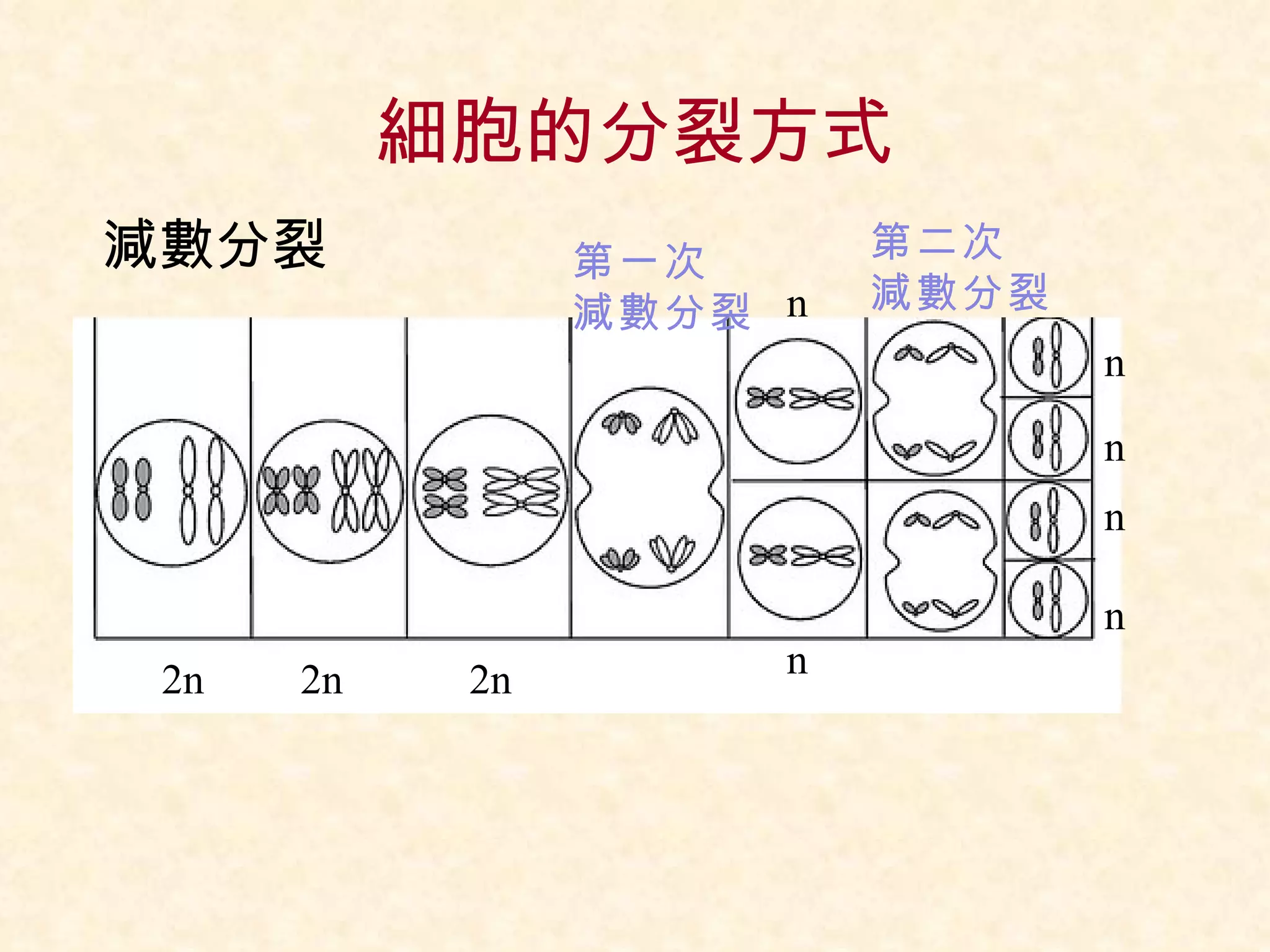 細胞的分裂方式 減數分裂 2n 2n 2n n n n n n n 第一次 減數分裂 第二次 減數分裂 