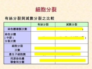 細胞分裂 有絲分裂與減數分裂之比較 有絲分裂 減數分裂 染色體複製次數 1 次 1 次 ( 第一次間期 ) 染色分體 ( 中節 ) 分裂次數 1 次 1 次 ( 第二次減數分裂 ) 細胞分裂 次數 1 次 2 次 產生子細胞數 2 個 4 個 同源染色體 聯會和分離 無 有 ( 第一次減數分裂 ) 