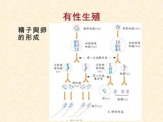 有性生殖 精子與卵 的形成 
