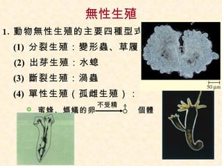 無性生殖 動物無性生殖的主要四種型式 (1)  分裂生殖：變形蟲、草履蟲 (2)  出芽生殖：水螅 (3)  斷裂生殖：渦蟲 (4)  單性生殖（孤雌生殖）：   　蜜蜂、螞蟻的卵　　　　　個體   　 不受精 
