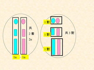 共 3 對 共 2 套 2n 1n 1n 1 對 1 對 1 對 