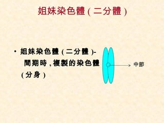 姐妹染色體 ( 二分體 ) 姐妹染色體 ( 二分體 )- 間期時 , 複製的染色體 ( 分身 ) 中節 