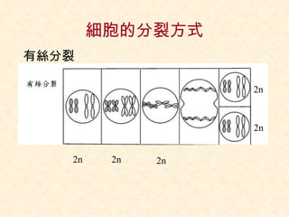 細胞的分裂方式 有絲分裂 2n 2n 2n 2n 2n 