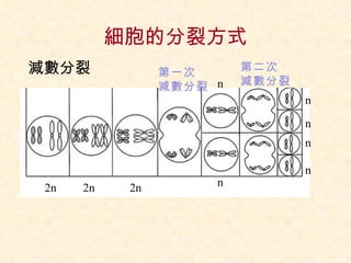細胞的分裂方式 減數分裂 2n 2n 2n n n n n n n 第一次 減數分裂 第二次 減數分裂 