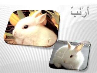 مكون 6 10 حرف أ