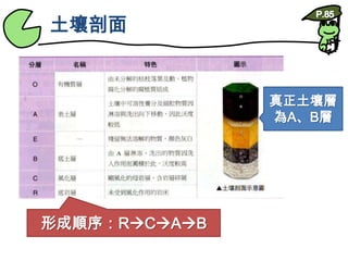 土壤剖面P.85真正土壤層為A、B層形成順序：RCAB