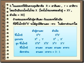 3. ในแมลงหวีมยีนควบคุมสีตาคือ R = ตาสีแดง , r = ตาสีขาว
             ่ ี
โดยเป็นยีนบนโครโมโซม X (โครโมโซมเพศของตัวผู้ = XY ,
ตัวเมีย = XX)
   ถ้าผสมแมลงหวีตัวผู้ตาสีแดง กับแมลงหวีตัวเมีย
                  ่                      ่
   ทีมจีโนไทป์XRXr จะได้ลกมีสีตาแดง : ขาว ในอัตราส่วนเท่าใด
     ่ ี                 ู
                   ตัวผูตาแดง
                        ้            ตัวเมีย
    จีโนไทป์           XRY              XRXr
    gamete            XR , Y          X R , Xr
     ลูก จีโนไทป์     XRXR XRXr XRY XrY
         ฟีโนไทป์      ตาแดง ตาแดง ตาแดง ตาขาว
         อัตราส่วน     ตาแดง : ตาขาว = 3 : 1
 