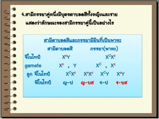4.สามีภรรยาคู่หนึงมีบุตรตาบอดสีทั้งหญิงและชาย
                 ่
  แสดงว่าลักษณะของสามีภรรยาคู่นี้เป็นอย่างไร

           สามีตาบอดสีและภรรยามียีนทีเป็นพาหะ
                                     ่
            สามีตาบอดสี       ภรรยา(พาหะ)
 จีโนไทป์          XcY                 XCXc
 gamete           Xc , Y         X C , Xc
  ลูก จีโนไทป์       XCXc XcXc XCY XcY
      ฟีโนไทป์     ญ-ป ญ-บส ช-ป ช-บส
 