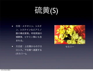 硫黄(S)
              •   作用：メチオニン、シスチ
                  ン、システインなどアミノ
                  酸の構成要素。呼吸関連の
                  補酵素、ビタミン類にも含
                  まれる。

              •   欠乏症：上位葉からのクロ      セルリー
                  ロシス。下位葉へ進展する
                  (セルリー)。




12年12月9日日曜日
 