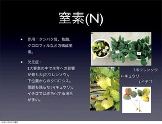 窒素(N)
              •   作用：タンパク質、核酸、
                  クロロフィルなどの構成要
                  素。

              •   欠乏症：
                  3大要素の中で生育への影響       ↑ホウレンソウ
                  が最も大(ホウレンソウ)。    ←キュウリ
                  下位葉からのクロロシス。         ↓イチゴ
                  葉脈も残らない(キュウリ)。
                  イチゴでは赤色化する場合
                  が多い。




12年12月9日日曜日
 