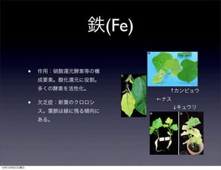 鉄(Fe)

              •   作用：硝酸還元酵素等の構
                  成要素。酸化還元に役割。
                  多くの酵素を活性化。         ↑カンピョウ
                                   ←ナス
              •   欠乏症：新葉のクロロシ
                                         ↓キュウリ
                  ス。葉脈は緑に残る傾向に
                  ある。




12年12月9日日曜日
 