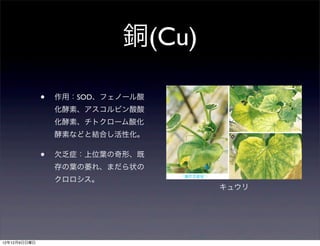 銅(Cu)

              •   作用：SOD、フェノール酸
                  化酵素、アスコルビン酸酸
                  化酵素、チトクローム酸化
                  酵素などと結合し活性化。

              •   欠乏症：上位葉の奇形、既
                  存の葉の萎れ、まだら状の
                  クロロシス。          115   ri0+r,   t)   ,   8; gE74   -   l.   L-   :




                                                                                      キュウリ




12年12月9日日曜日
 