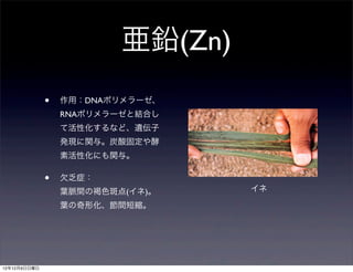 亜鉛(Zn)
              •   作用：DNAポリメラーゼ、
                  RNAポリメラーゼと結合し
                  て活性化するなど、遺伝子
                  発現に関与。炭酸固定や酵
                  素活性化にも関与。

              •   欠乏症：
                  葉脈間の褐色斑点(イネ)。    イネ
                                        115   ri0+

                  葉の奇形化、節間短縮。




12年12月9日日曜日
 