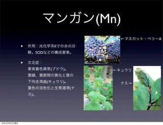 マンガン(Mn)
                                     ←マスカット・ベリーA

              •   作用：光化学系IIでの水の分
                  解。SODなどの構成要素。

              •   欠乏症：
                  果実着色異常(ブドウ)。     ←キュウリ
                  葉縁、葉脈間の黄化と葉の
                  下向き湾曲(キュウリ)。       ナス→
                  葉色の淡色化と生育遅滞(ナ
                  ス)。




12年12月9日日曜日
 