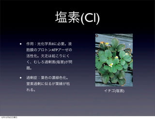 塩素(Cl)
              •   作用：光化学系IIに必要。液
                  胞膜のプロトンATPアーゼの
                  活性化。欠乏は起こりにく
                  く、むしろ過剰害(塩害)が問
                  題。

              •   過剰症：葉色の濃緑色化。
                  窒素過剰に似るが葉縁が枯
                  れる。              イチゴ(塩害)




12年12月9日日曜日
 