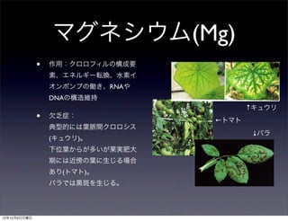 マグネシウム(Mg)
              •   作用：クロロフィルの構成要
                                                                                   38   39*r9r,/,   40   l.? |, aj,'-,        42)   a.r.)l) -, 43-zUt|U, tr>,   44?4   J..
                  素、エネルギー転換、水素イ
                                                                                                                                                                             .




                  オンポンプの働き、RNAや
                  DNAの構造維持
                                                                                                     38   39*r9r,/,      40   l.? |, aj,'-,   42)                   ↑キュウリ
                                                                                                                                                    a.r.)l) -, 43-zUt|U, tr>,
                                                                                                                                                                       J..       44?4


              •
                                                                                                                                                                                        .




                  欠乏症：
                                                                                                                                          ←トマト
                  典型的には葉脈間クロロシス
                                                                                                                                                                             ↓バラ
                  (キュウリ)。
                  下位葉からが多いが果実肥大
                  期には近傍の葉に生じる場合
                  あり(トマト)。
                  バラでは黒斑を生じる。tr>,
                   39*r9r,/, l.? |, aj,'-,
                    38       40            a.r.)l) -, 43-zUt|U,
                                         42)                      44?4   J..   .




12年12月9日日曜日
 