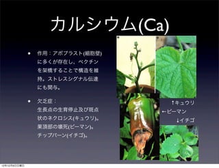 カルシウム(Ca)
              •   作用：アポプラスト(細胞壁)
                  に多くが存在し、ペクチン
                  を架橋することで構造を維
                  持。ストレスシグナル伝達
                  にも関与。

              •   欠乏症：              ↑キュウリ
                  生長点の生育停止及び斑点     ←ピーマン
                  状のネクロシス(キュウリ)。     ↓イチゴ
                  果頂部の壊死(ピーマン)。
                  チップバーン(イチゴ)。




12年12月9日日曜日
 